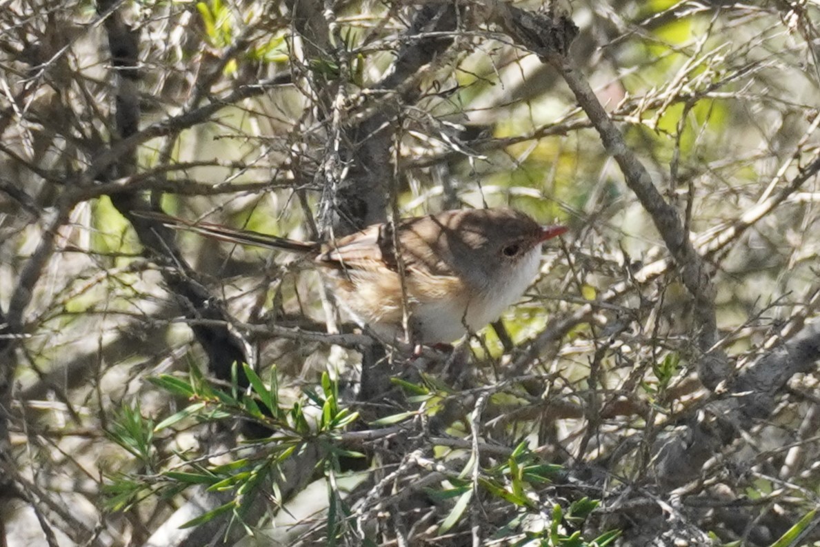 Red-backed Fairywren - ML567592741