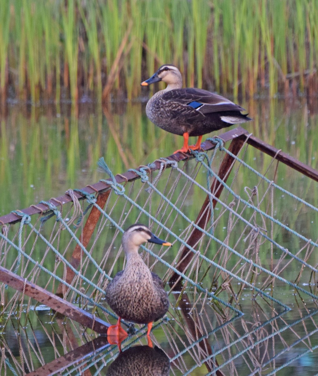 Eastern Spot-billed Duck - John Bruin