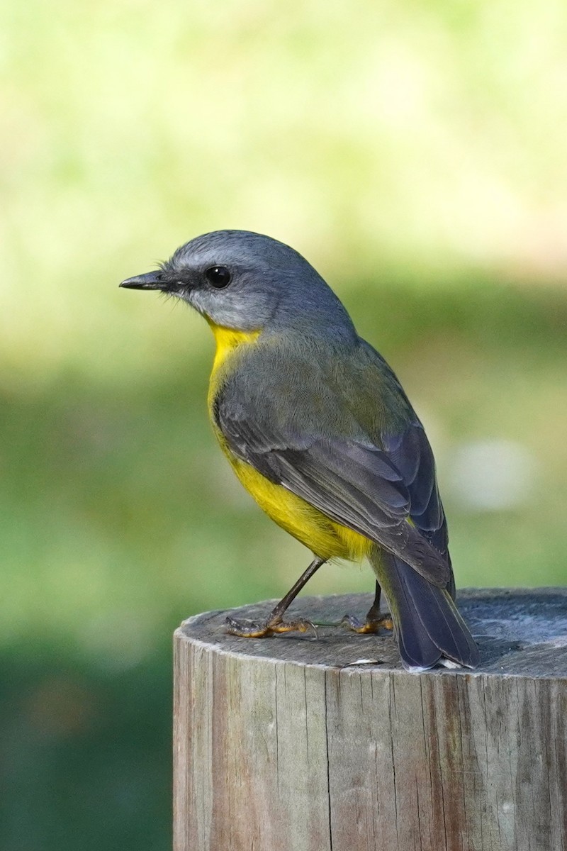 Eastern Yellow Robin - ML567593761