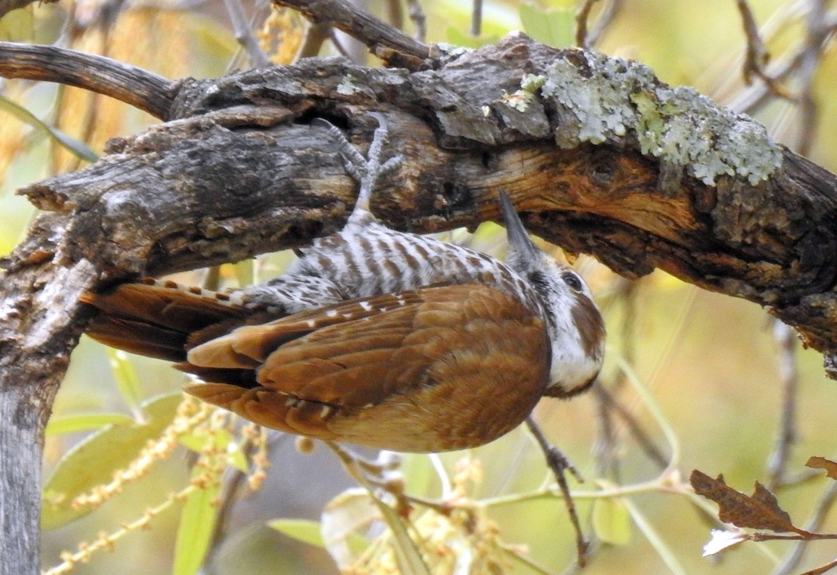 Arizona Woodpecker - ML567593811