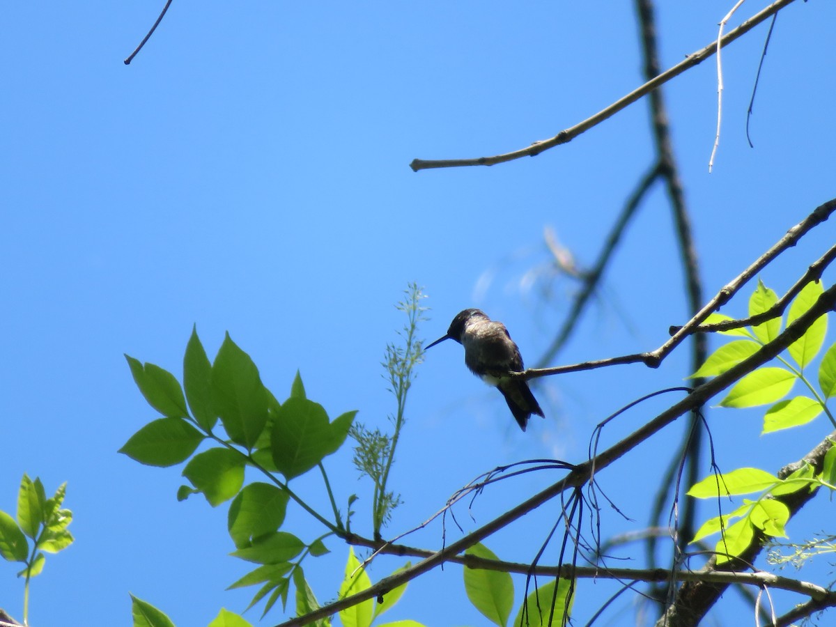 Ruby-throated Hummingbird - ML567594131