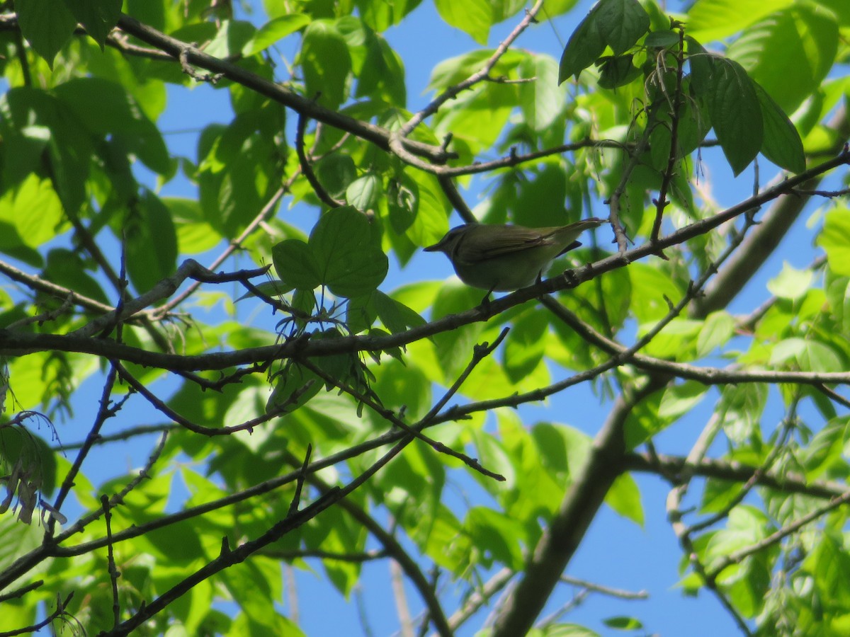 Red-eyed Vireo - ML567594341