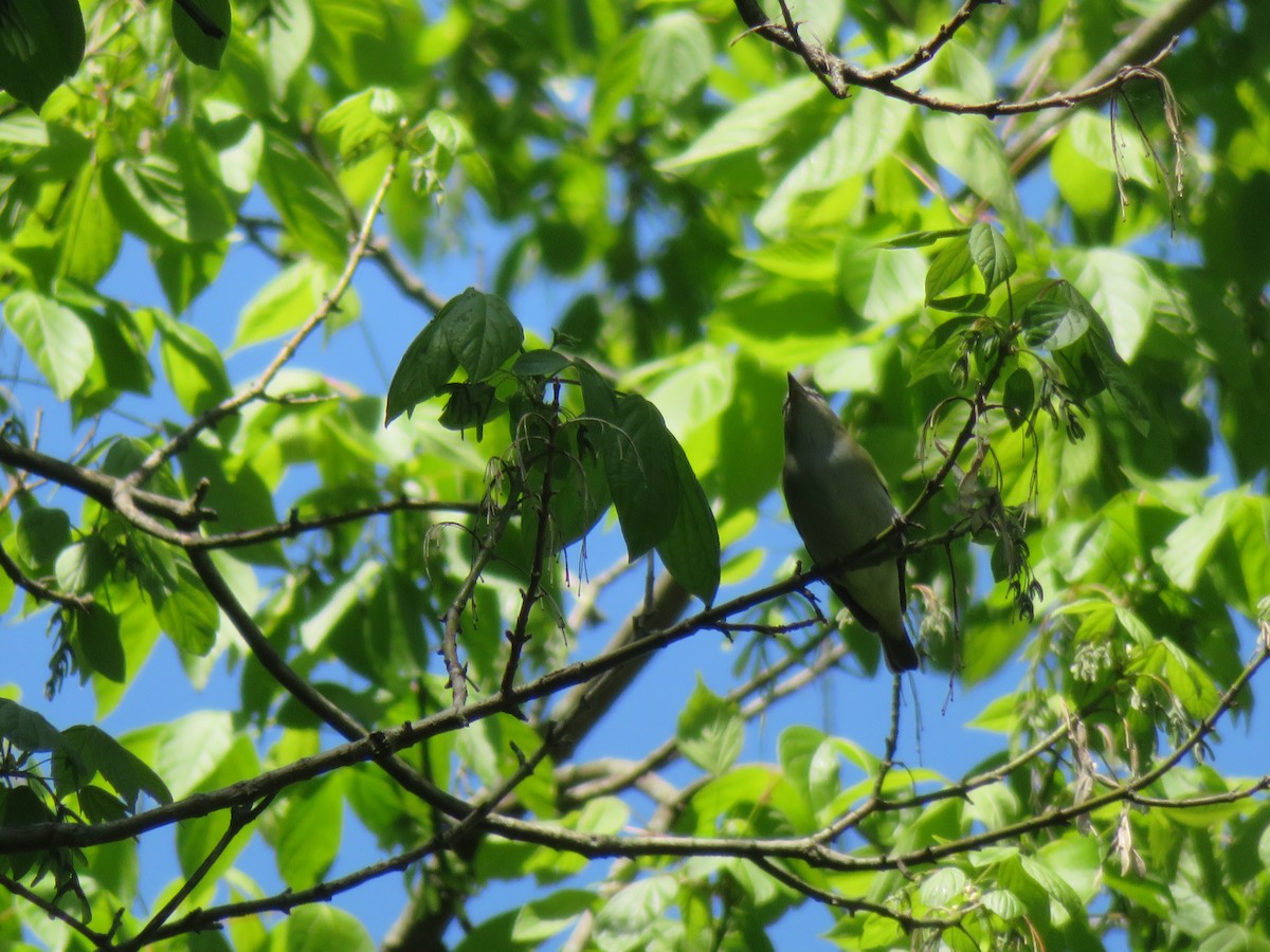 Red-eyed Vireo - ML567594351