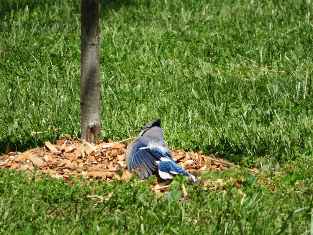 Blue Jay - ML567594511