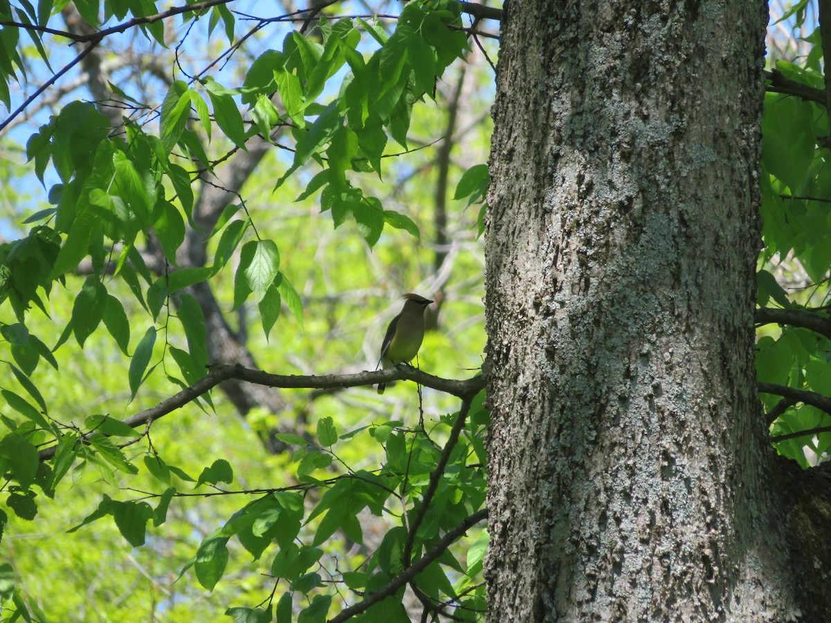 Cedar Waxwing - ML567594621
