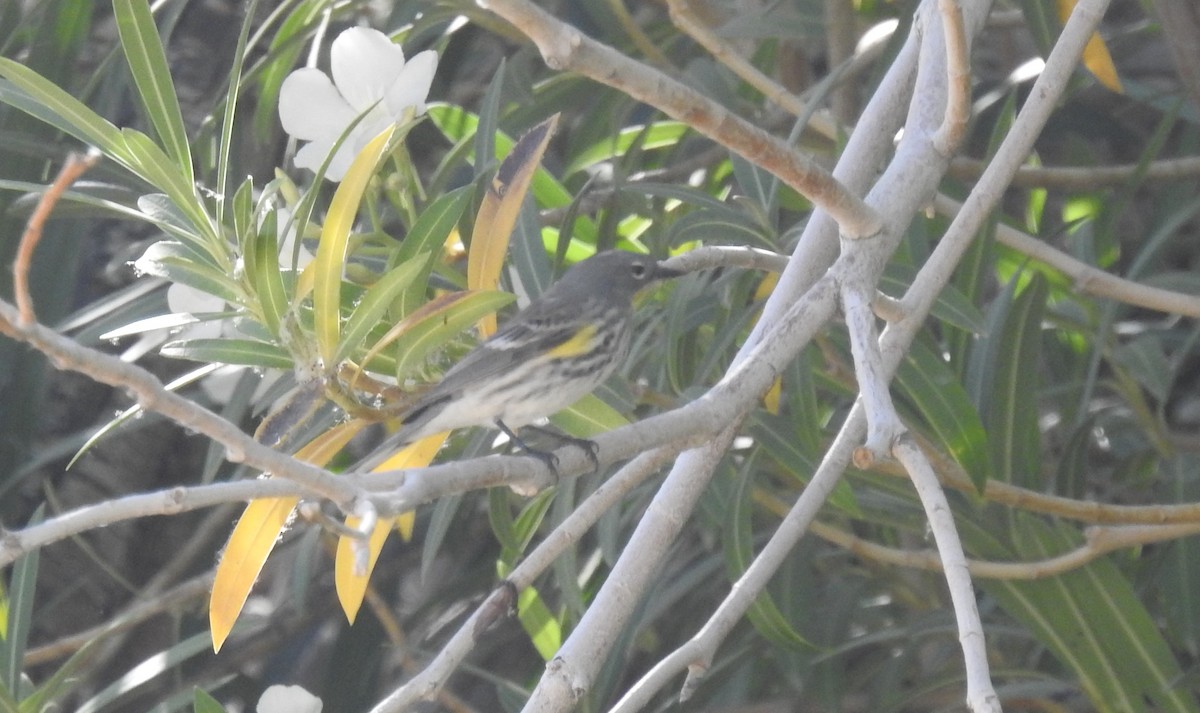 Yellow-rumped Warbler (Audubon's) - ML567594641
