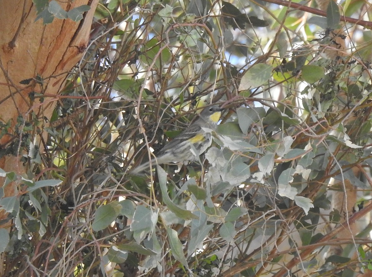 lesňáček žlutoskvrnný (ssp. auduboni) - ML567594661