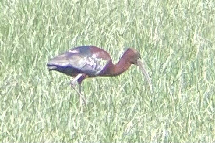 ibis hnědý - ML567594781