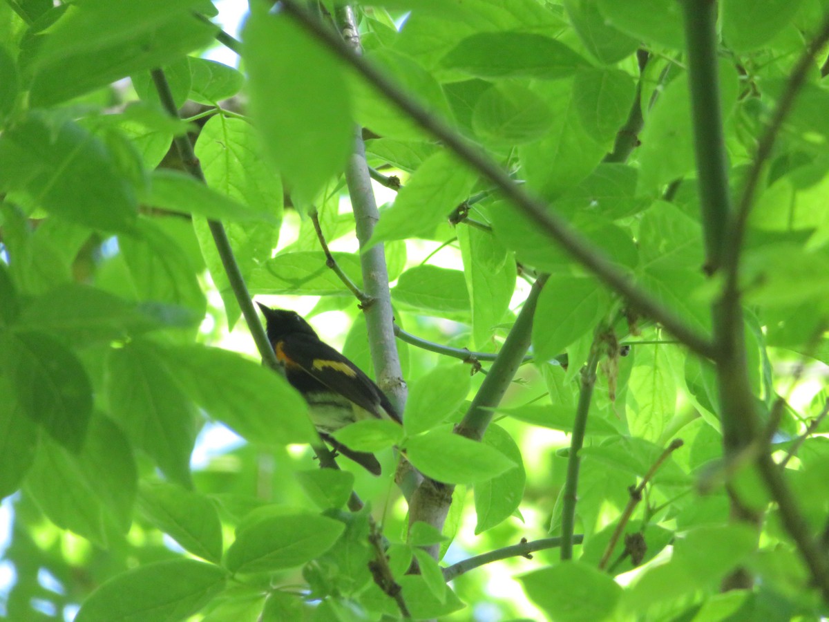 American Redstart - ML567594891