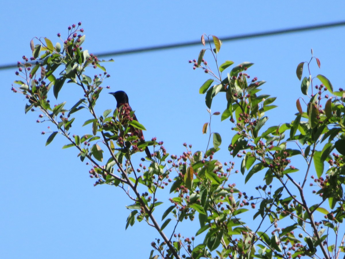 Orchard Oriole - ML567595141
