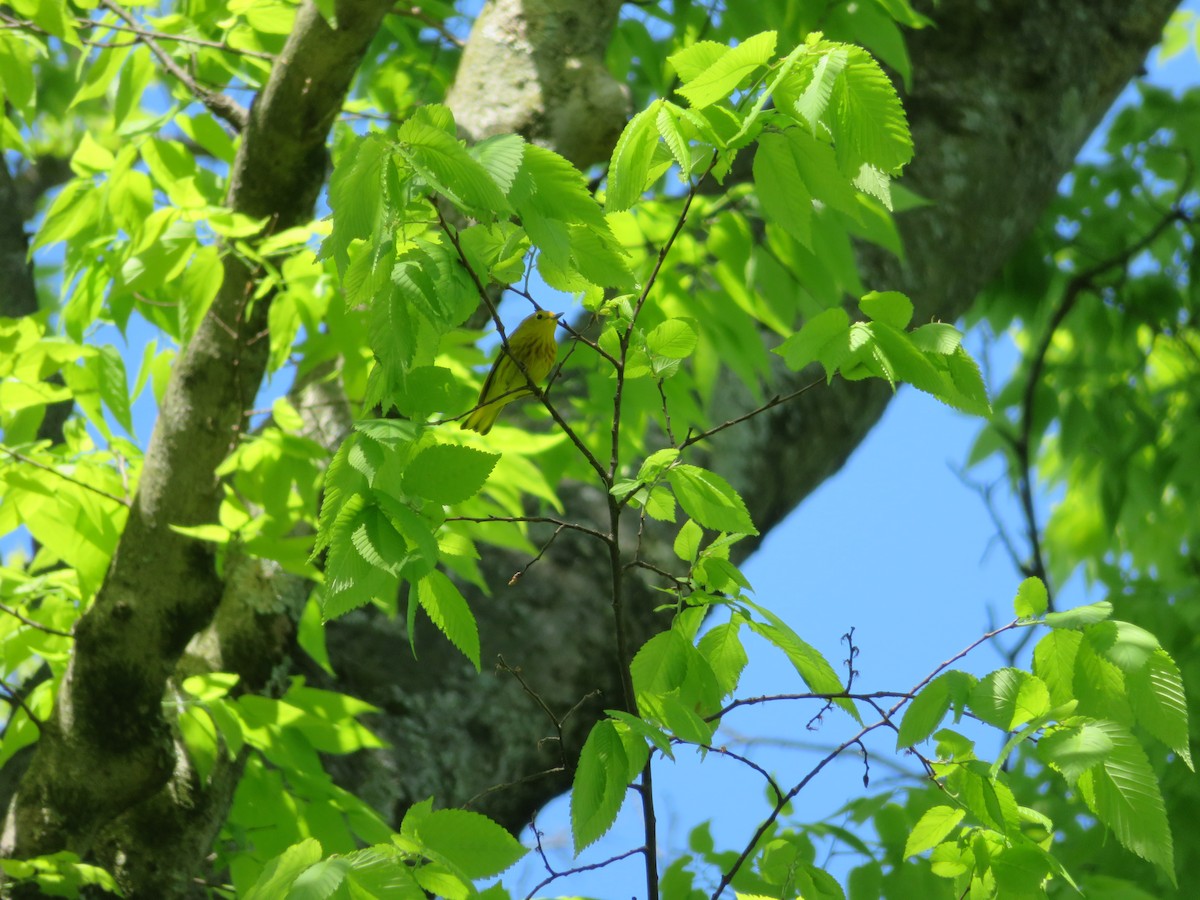 Yellow Warbler - ML567595271