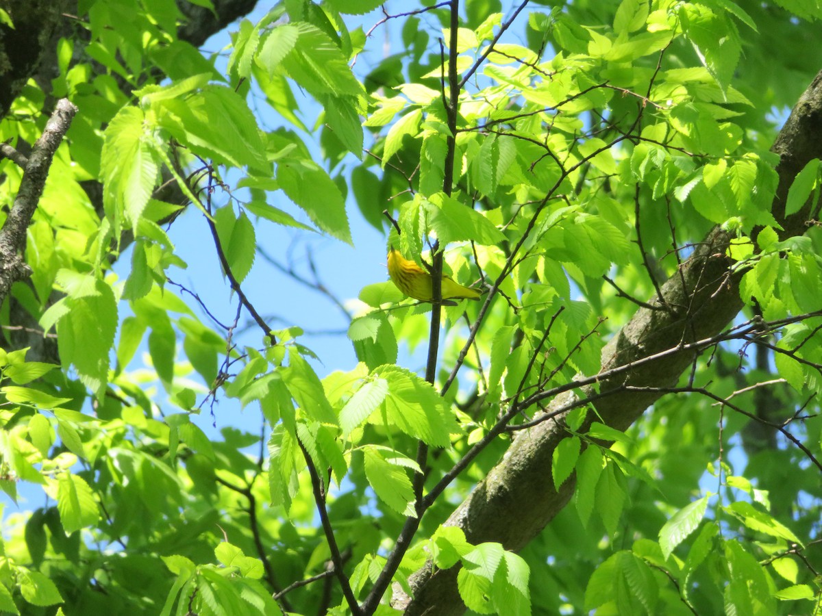 Yellow Warbler - ML567595281