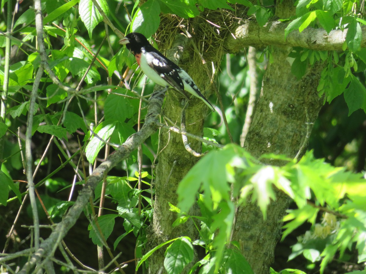 Rose-breasted Grosbeak - ML567595911