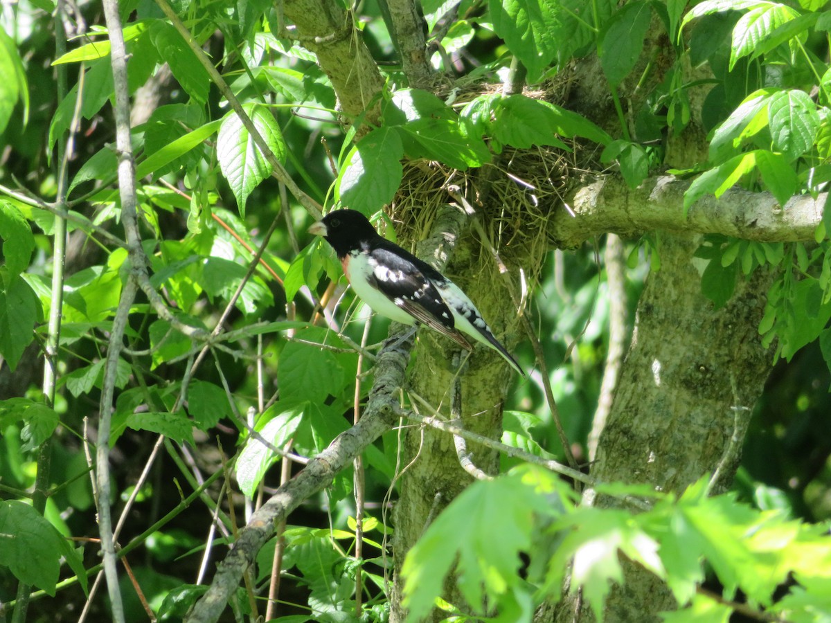 Rose-breasted Grosbeak - ML567595921