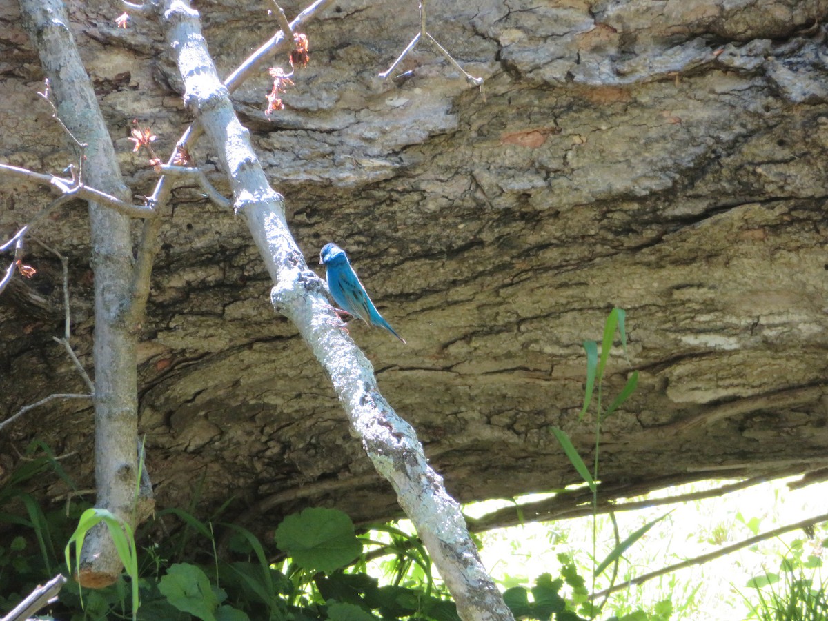 Indigo Bunting - ML567596071