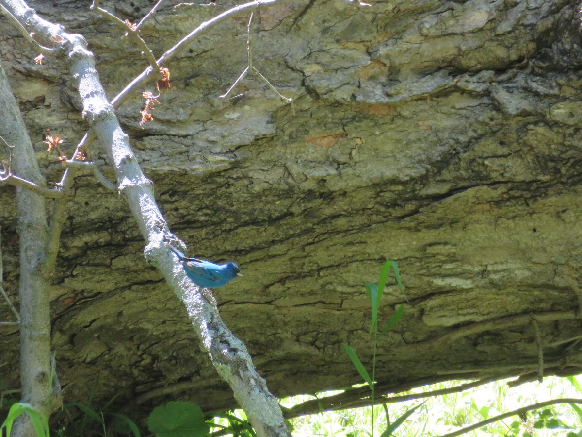 Indigo Bunting - ML567596081