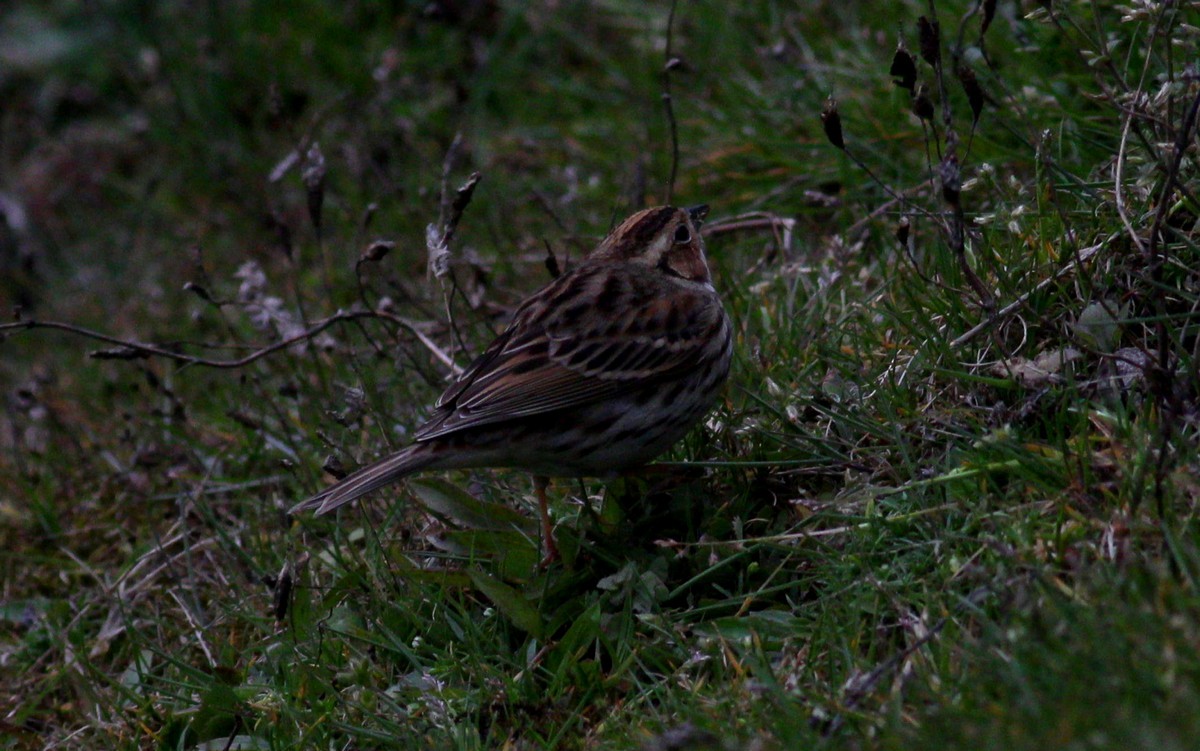 Little Bunting - ML567596121