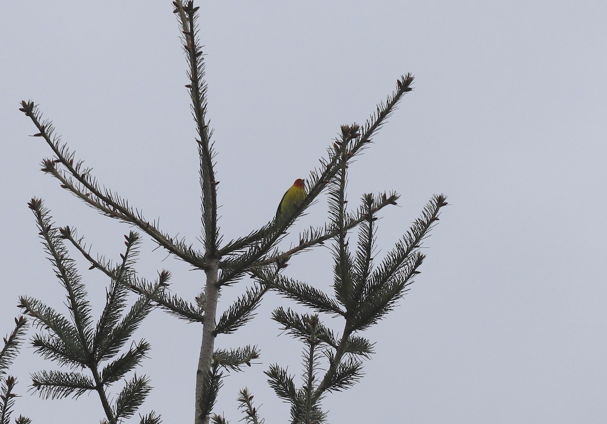 Western Tanager - ML567596161
