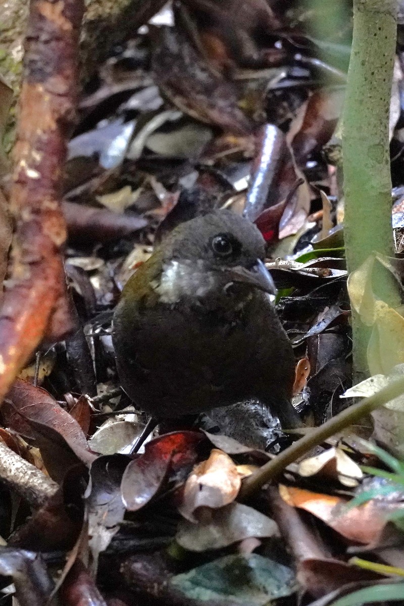 Eastern Whipbird - Ellany Whelan