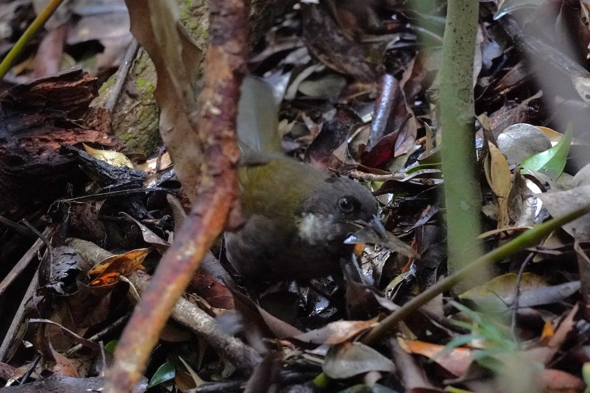 Eastern Whipbird - ML567596521