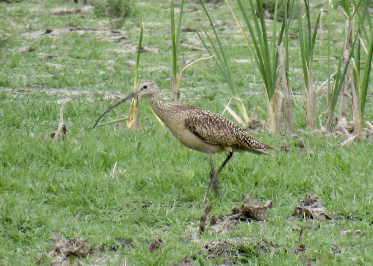Long-billed Curlew - ML567597951