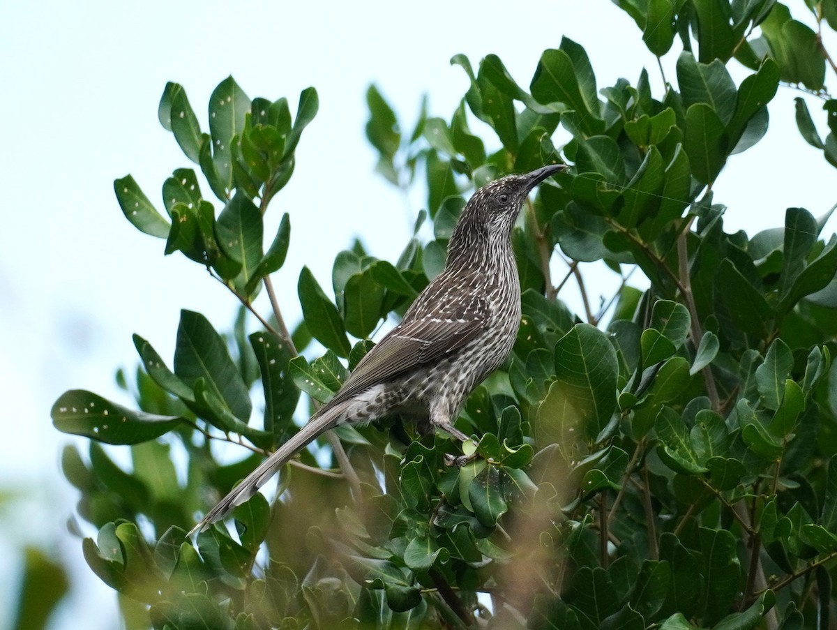 Little Wattlebird - ML567598401