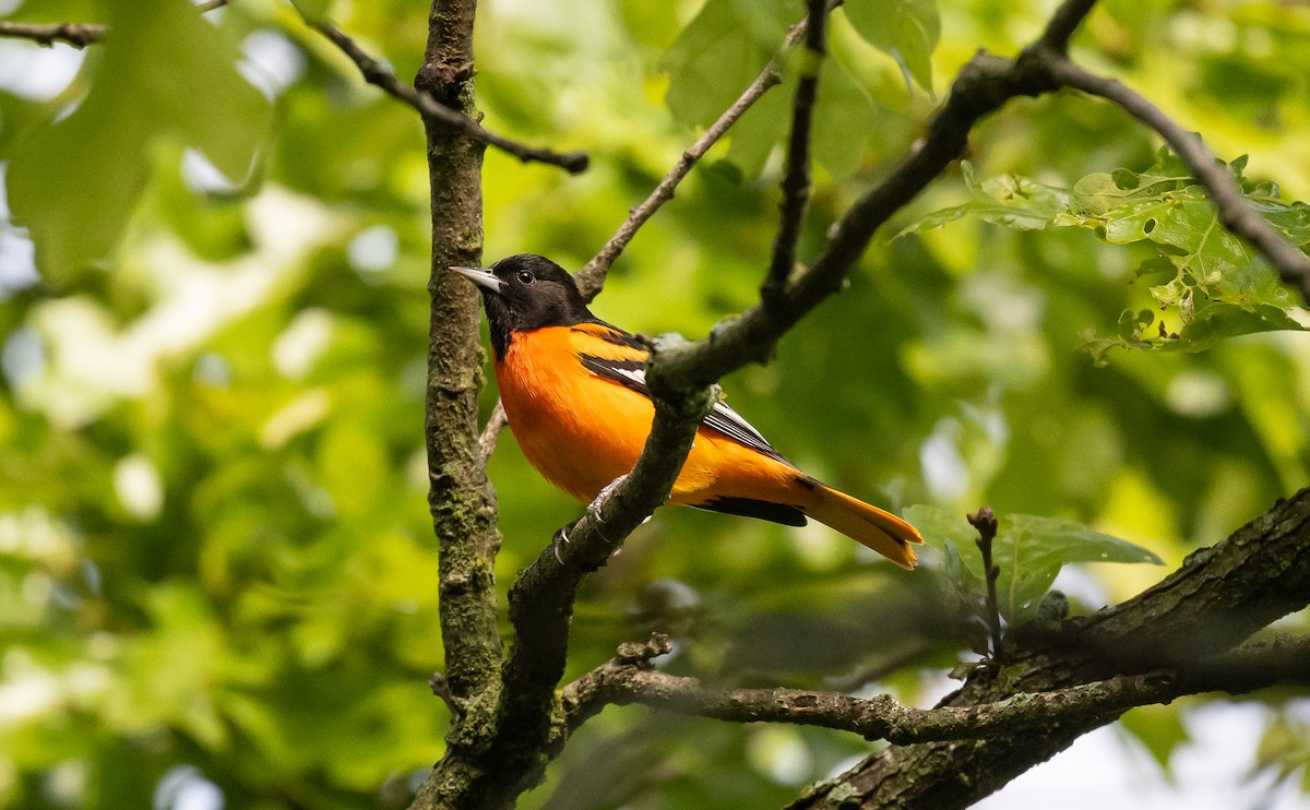 Baltimore Oriole - ML567598431