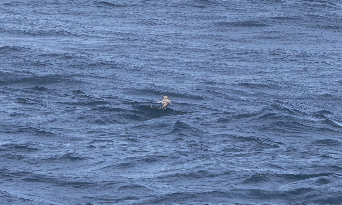 Fork-tailed Storm-Petrel - ML567598441