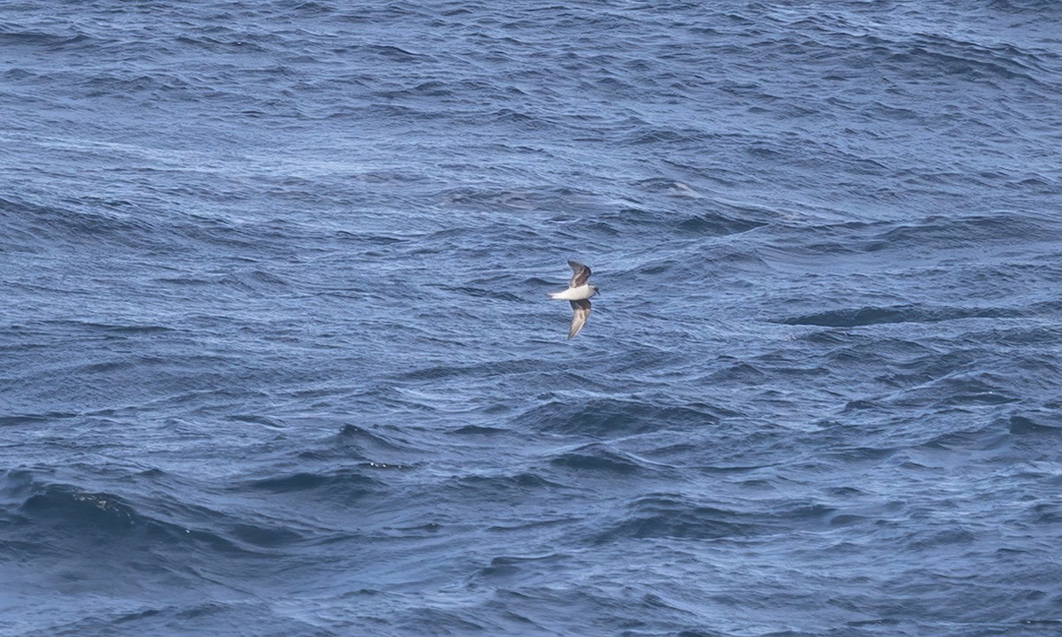 Fork-tailed Storm-Petrel - ML567598461
