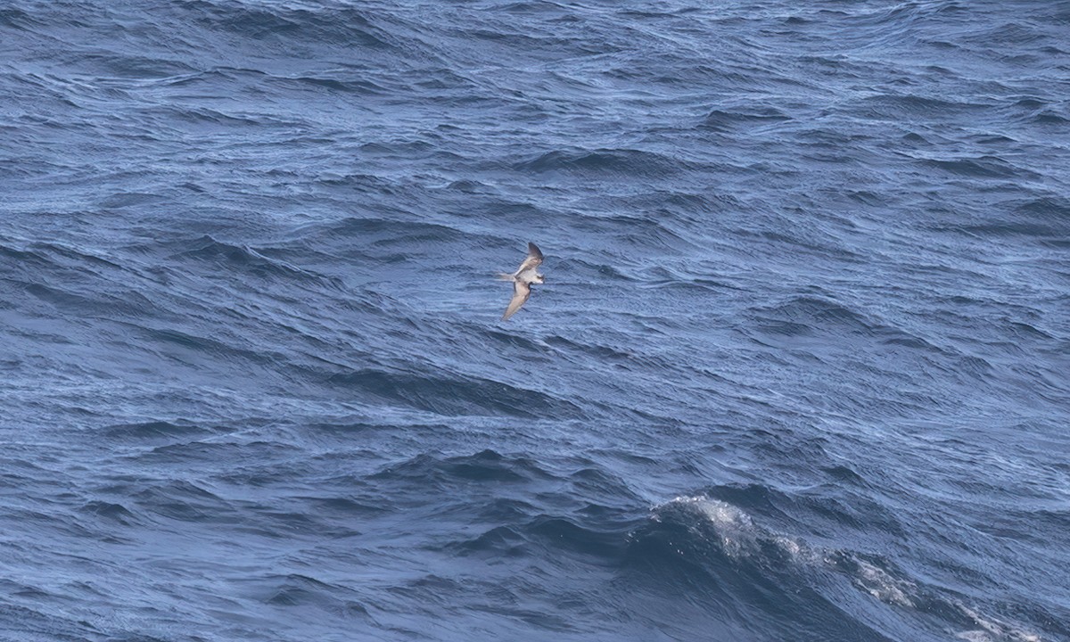 Fork-tailed Storm-Petrel - ML567598471