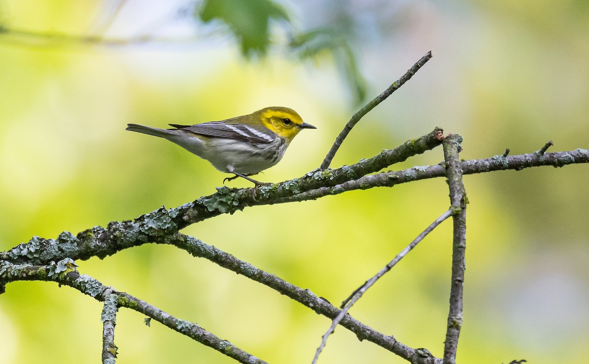 Black-throated Green Warbler - ML567598521