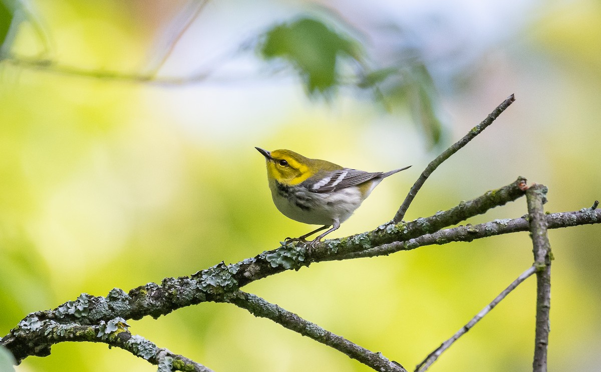 Black-throated Green Warbler - ML567598531