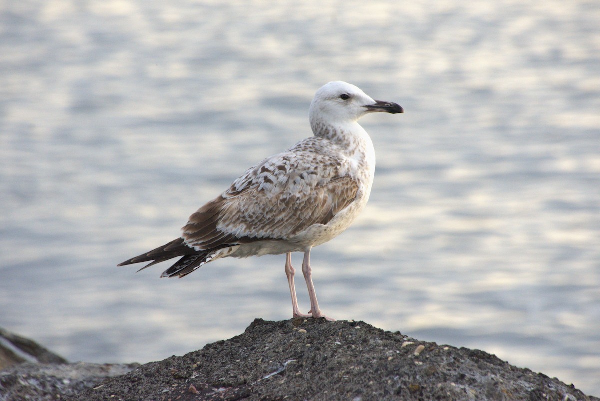 Caspian Gull - ML567598591