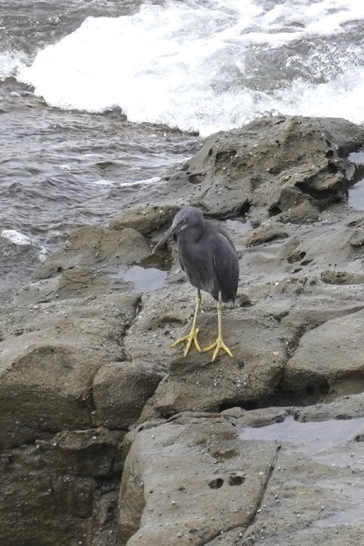 Pacific Reef-Heron - Ellany Whelan