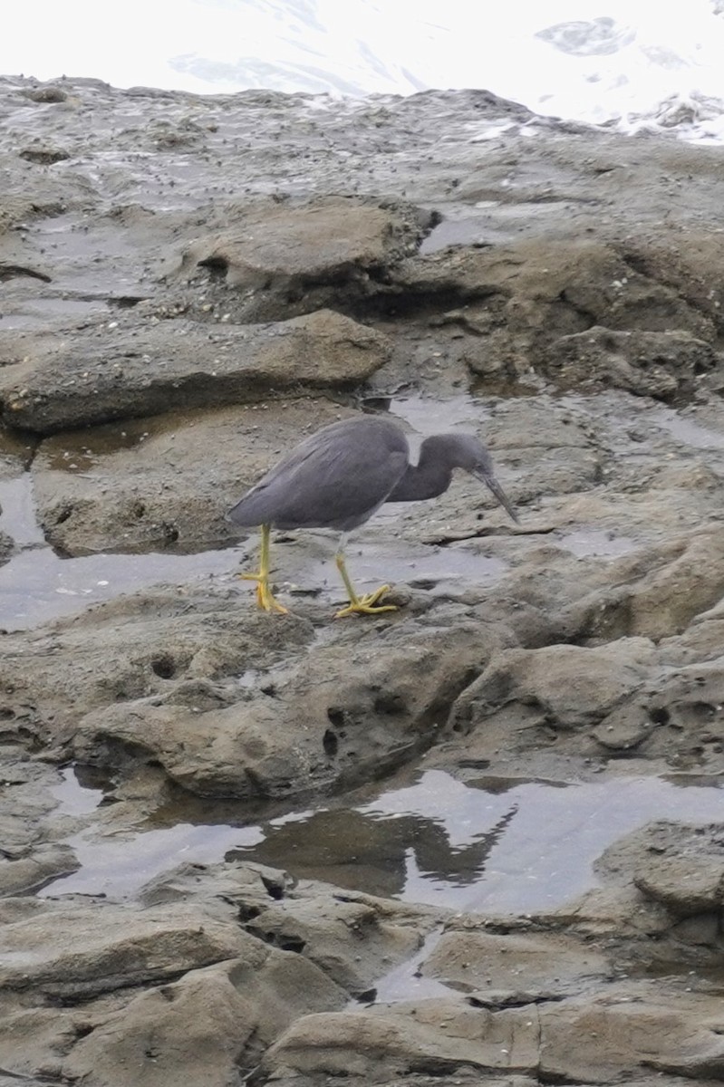 Pacific Reef-Heron - ML567598641