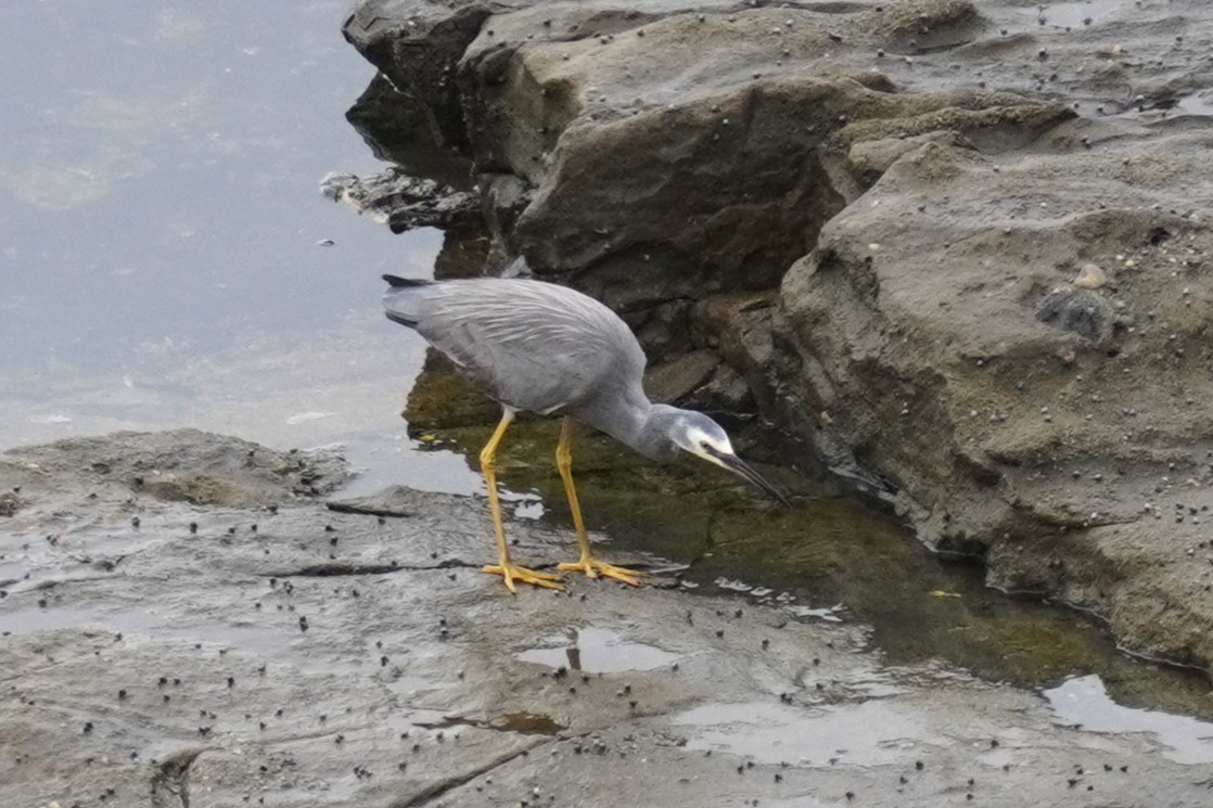 White-faced Heron - Ellany Whelan