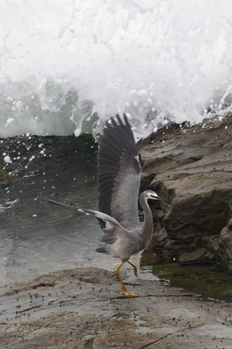 White-faced Heron - ML567598791