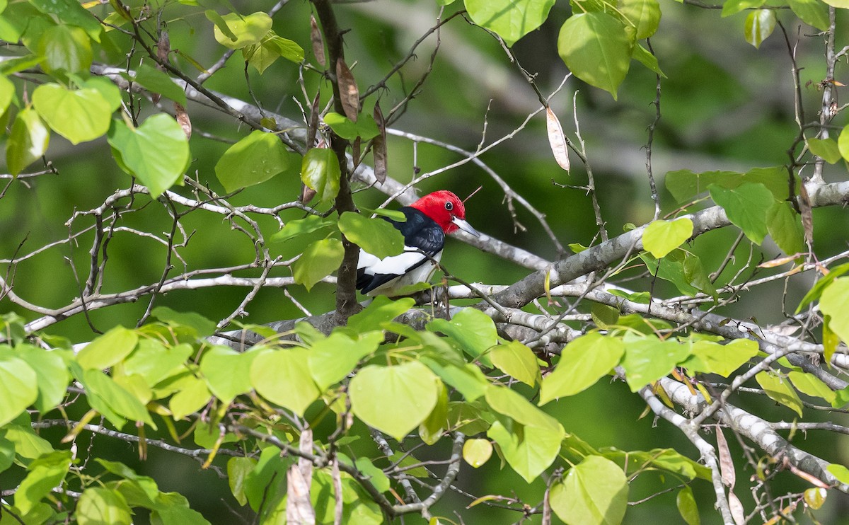 Red-headed Woodpecker - ML567598811