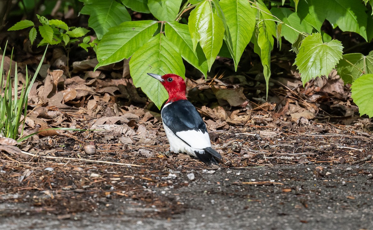 Red-headed Woodpecker - ML567598821