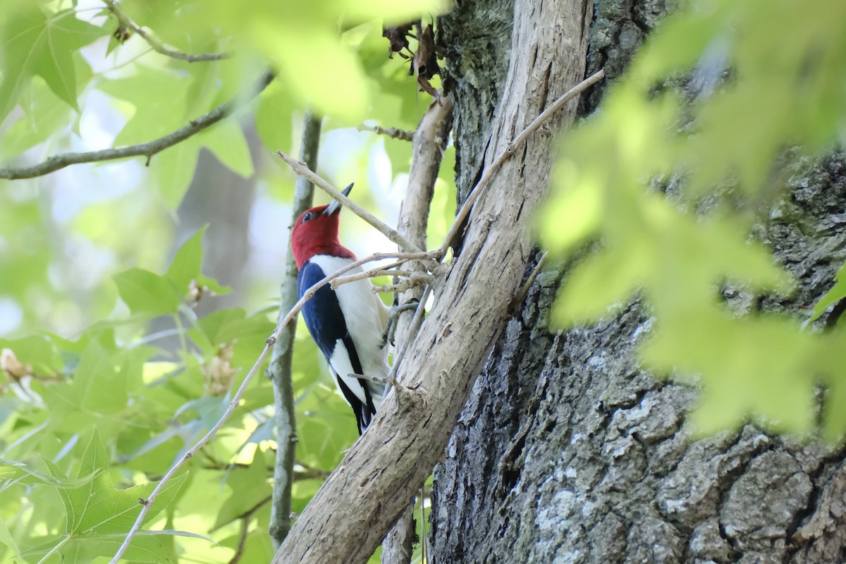 Red-headed Woodpecker - ML567598831