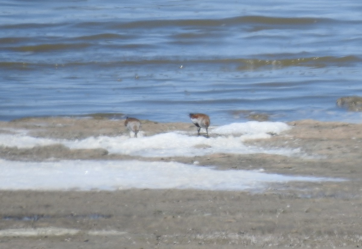 Dunlin - ML567598861