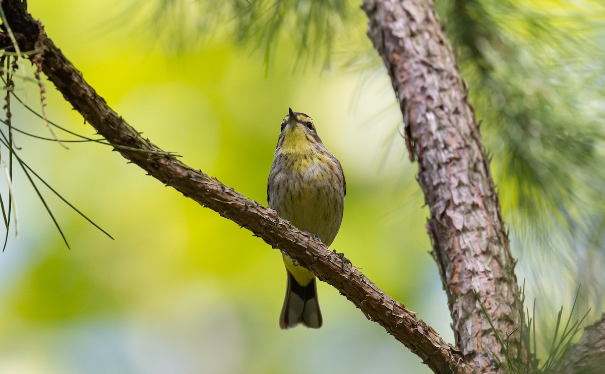 Palm Warbler - ML567598911