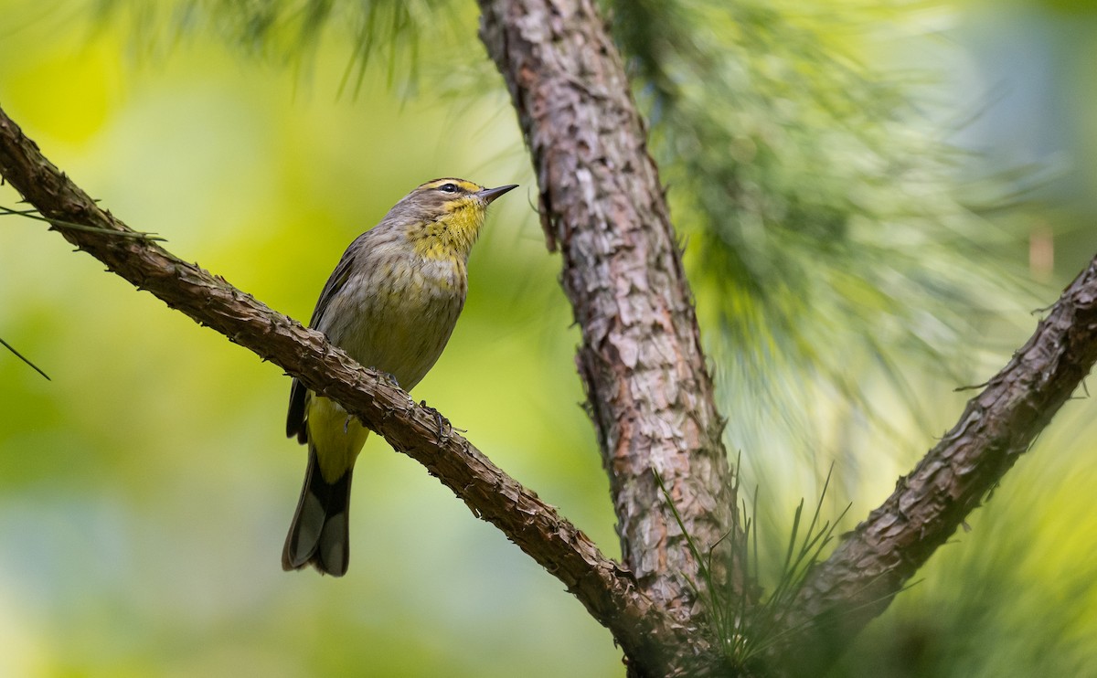 Palm Warbler - ML567598921