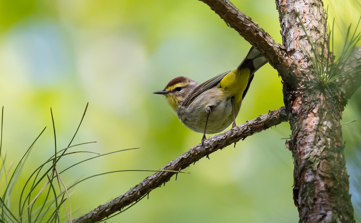 Palm Warbler - ML567598931