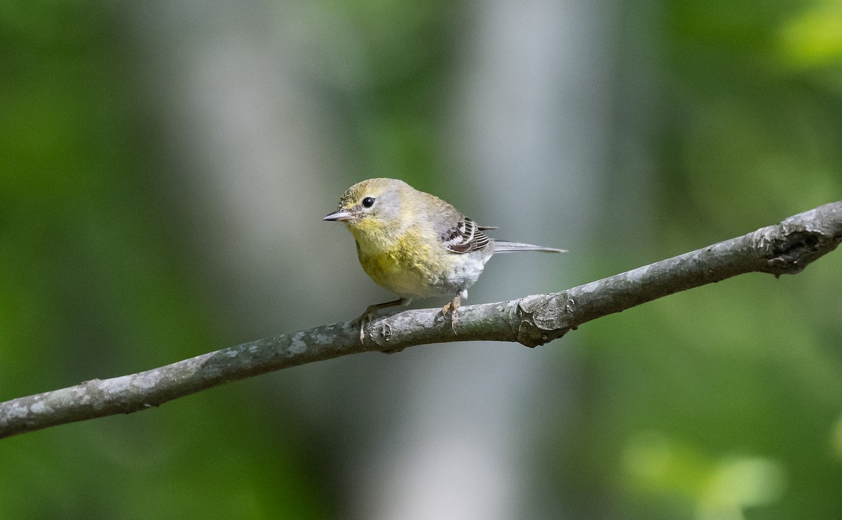 Pine Warbler - Taylor Long