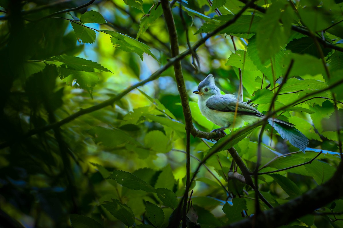 Tufted Titmouse - ML567599271