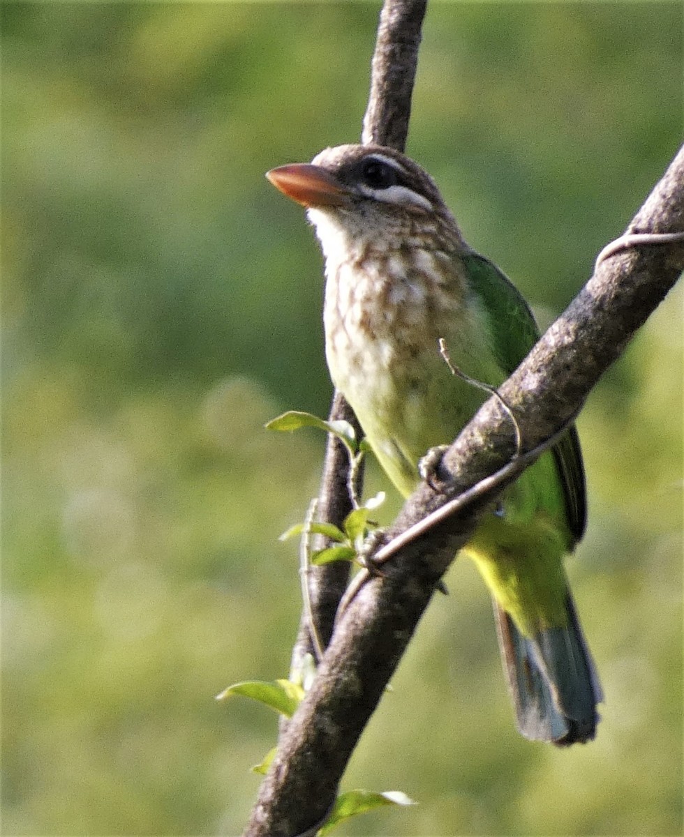 barbet bělolící - ML567599311