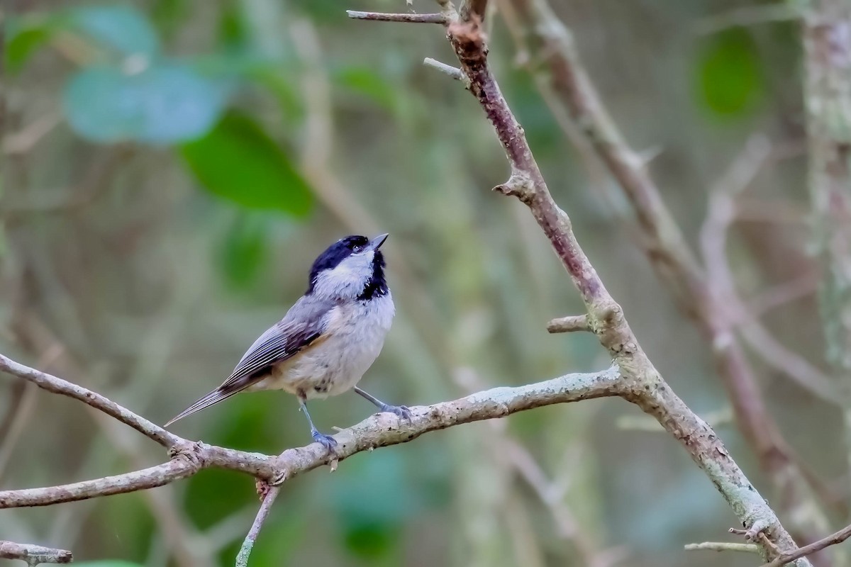 Carolina Chickadee - ML567599381