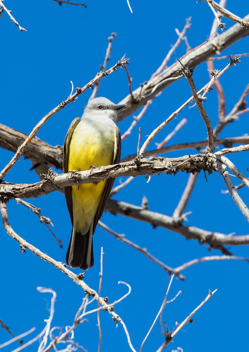 Western Kingbird - ML567599541