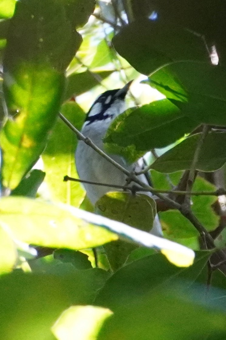 White-eared Monarch - ML567599641